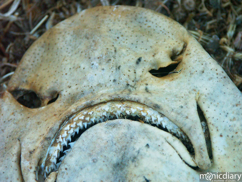 punta-san-jose153.jpg : baja.california.mexico