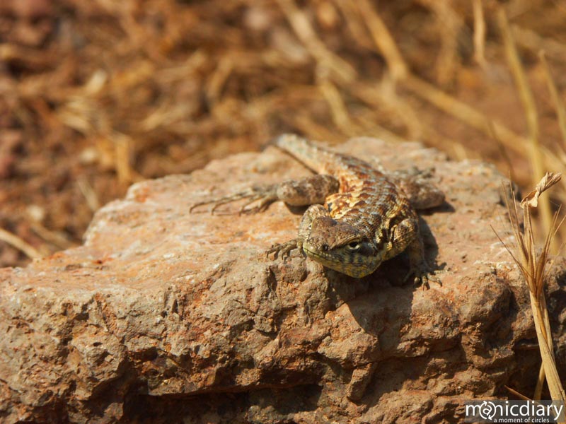 salsipudes-lizard01.jpg : baja.california.mexico