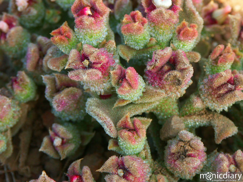 salsipudes045.jpg : baja.california.mexico