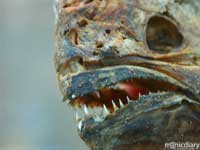 punta-san-jose146.jpg : baja.california.mexico