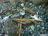 punta-san-jose163.jpg : baja.california.mexico