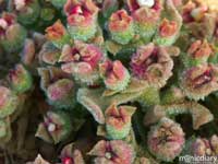 salsipudes045.jpg : baja.california.mexico