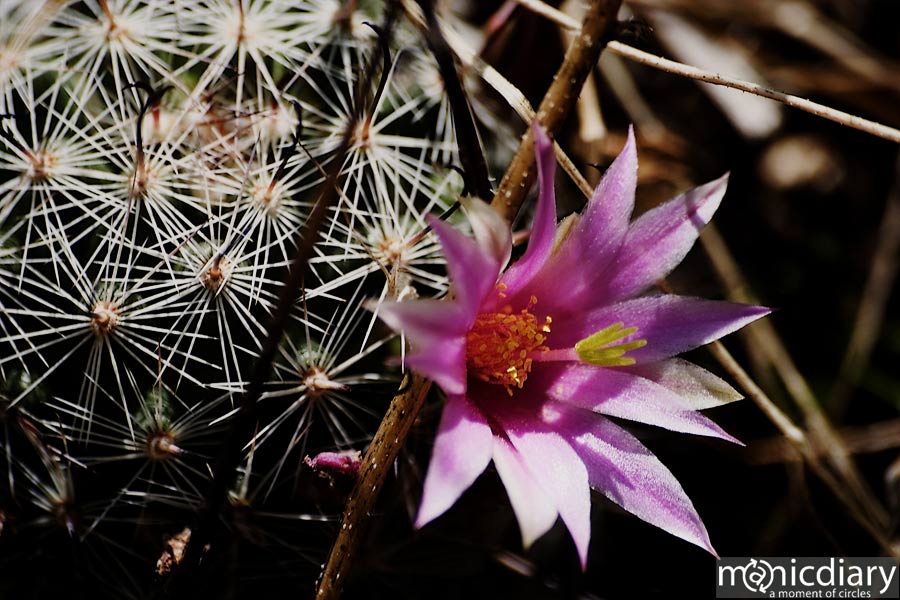 bear_canyon_az05.jpg : bear.canyon.arizona