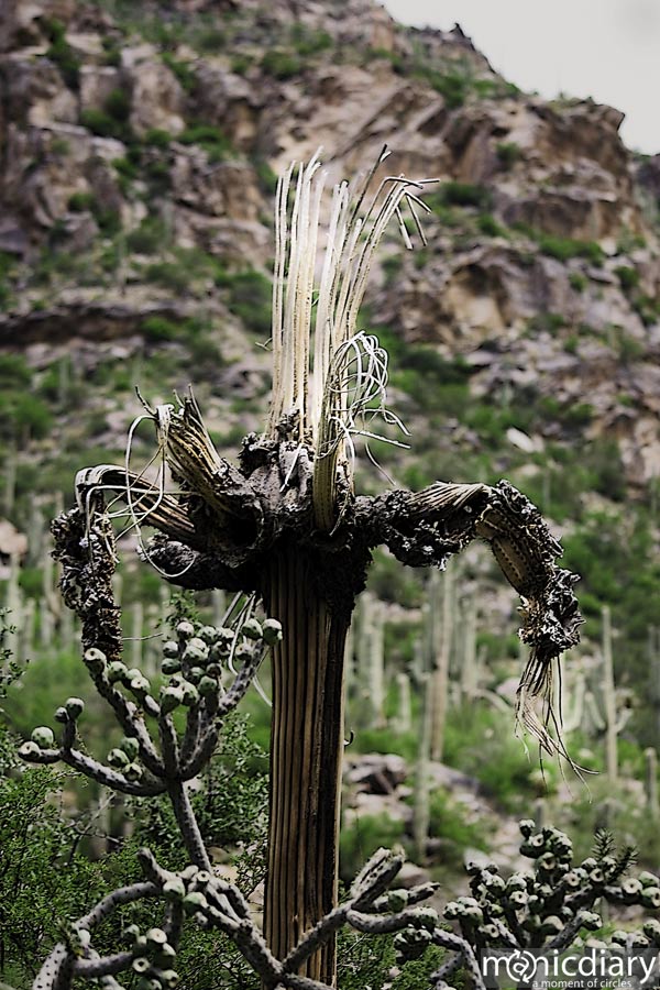 bear_canyon_az09.jpg : bear.canyon.arizona