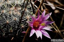 bear_canyon_az05.jpg : bear.canyon.arizona