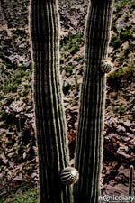 bear_canyon_az43.jpg : bear.canyon.arizona