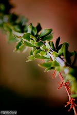 bear_canyon_az54.jpg : bear.canyon.arizona