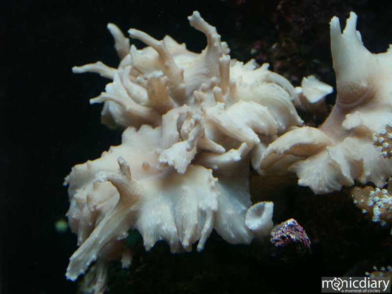 bio0052.jpg : biosphere.2.arizona