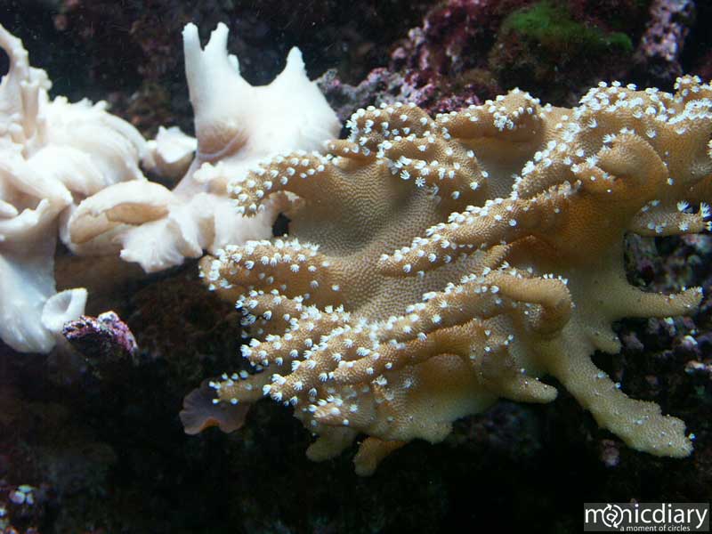 bio0054.jpg : biosphere.2.arizona