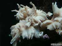 bio0052.jpg : biosphere.2.arizona