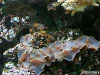 bio0053.jpg : biosphere.2.arizona