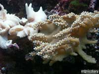 bio0054.jpg : biosphere.2.arizona