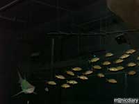 bio0056.jpg : biosphere.2.arizona