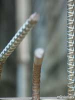 rebarb.jpg : bisbee.arizona