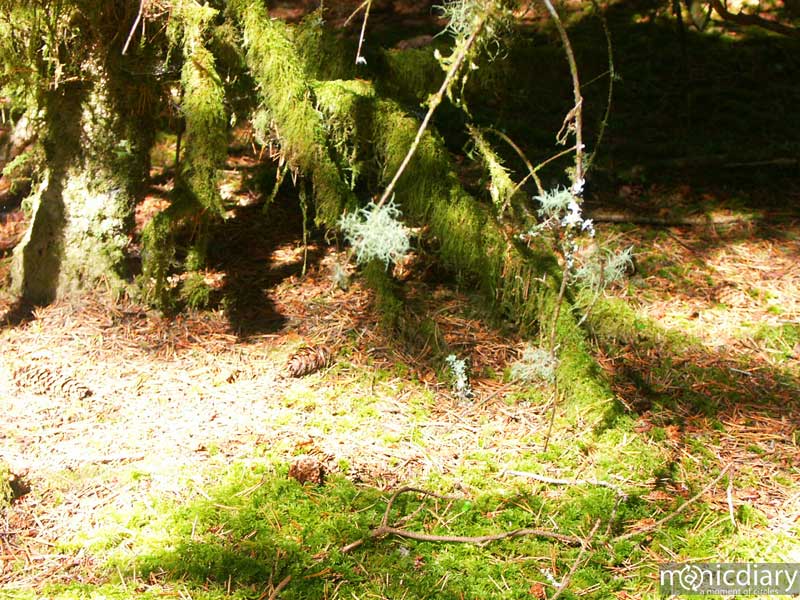 coast08.jpg : coast.oregon