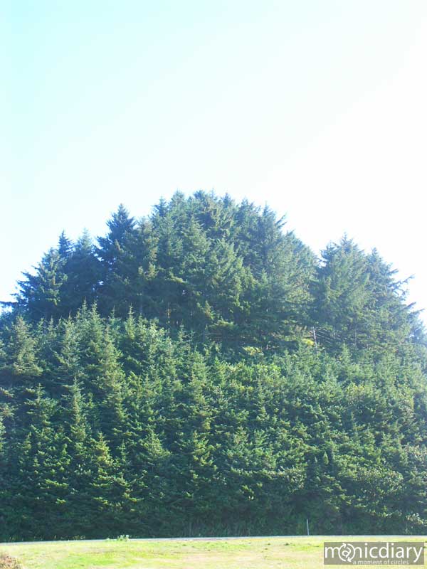 coast18.jpg : coast.oregon