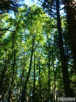 coast03.jpg : coast.oregon