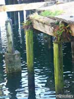 coast25.jpg : coast.oregon