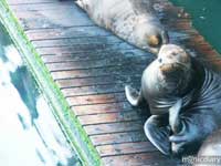 sea_lion00.jpg : coast.oregon