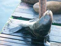 sea_lion02.jpg : coast.oregon