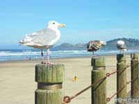 seagulls.jpg : coast.oregon