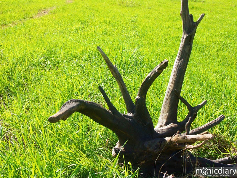 detroit10.jpg : detroit.oregon