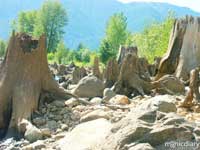 detroit05.jpg : detroit.oregon