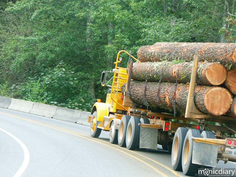 dead_forest.jpg : forest.oregon