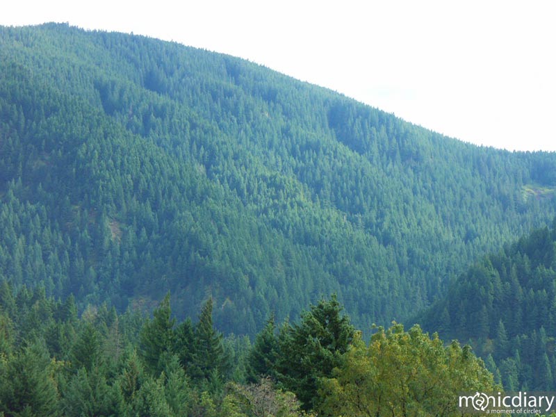 forest03.jpg : forest.oregon