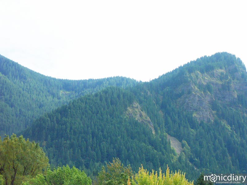 forest04.jpg : forest.oregon