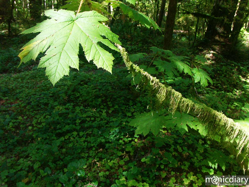 forest05.jpg : forest.oregon