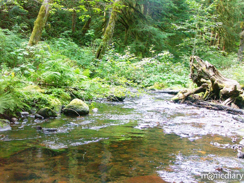 forest07.jpg : forest.oregon