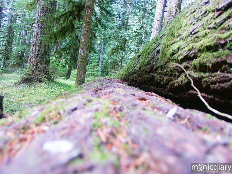 forest08.jpg : forest.oregon