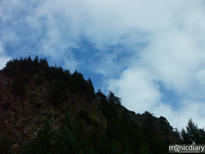 forest09.jpg : forest.oregon