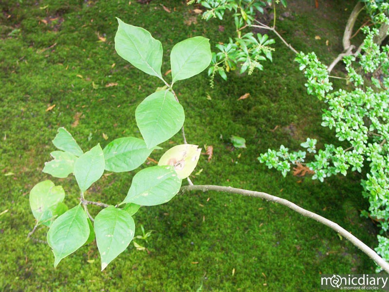 forest10.jpg : forest.oregon