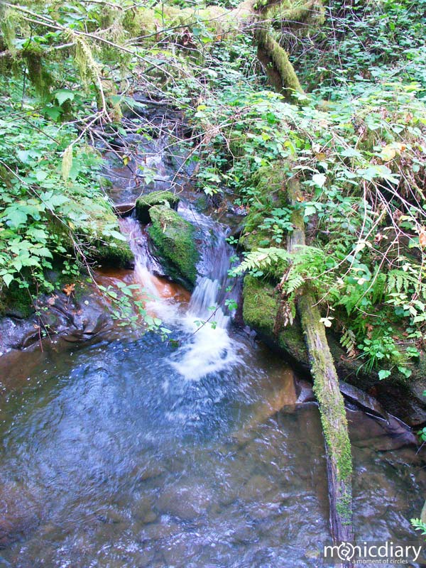 forest13.jpg : forest.oregon