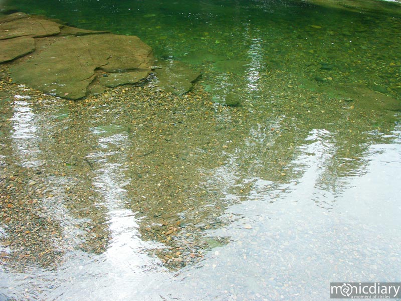 forest17.jpg : forest.oregon