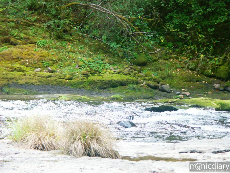 forest18.jpg : forest.oregon