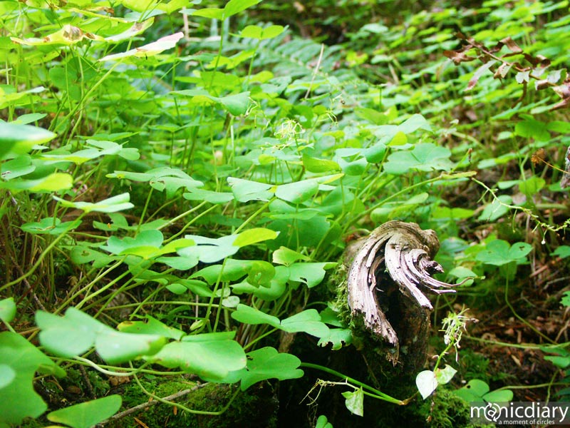 forest20.jpg : forest.oregon