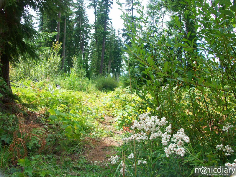 forest21.jpg : forest.oregon