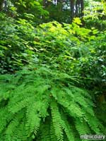 forest.jpg : forest.oregon