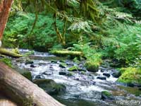 forest01.jpg : forest.oregon