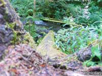 forest06.jpg : forest.oregon