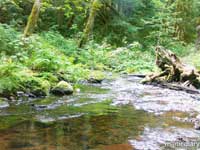 forest07.jpg : forest.oregon