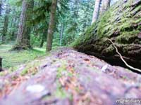 forest08.jpg : forest.oregon
