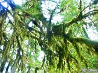 forest11.jpg : forest.oregon