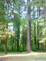 forest12.jpg : forest.oregon