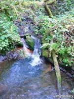 forest13.jpg : forest.oregon