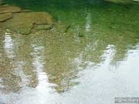 forest17.jpg : forest.oregon