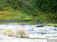 forest18.jpg : forest.oregon